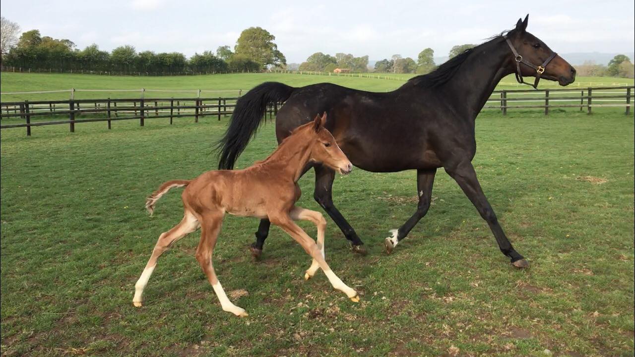 Kinsale Farm and Stud